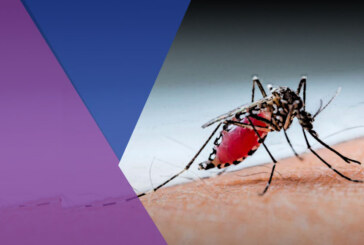 5 tips to prevent dengue this rainy season