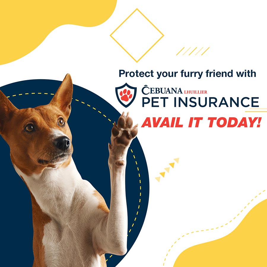Dog insurance you can afford