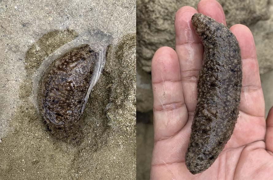 An endangered sea cucumber found in Aboitiz Cleanergy Park