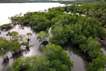 Epson partners with WWF, launches a mangrove restoration project in Palawan to build ecosystem and community resilience