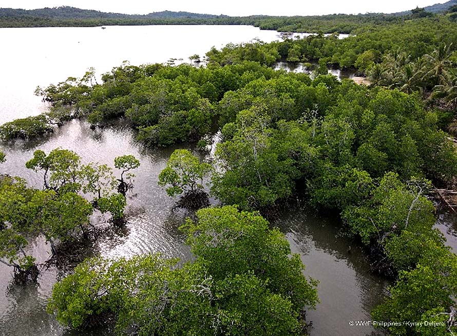 Epson partners with WWF, launches a mangrove restoration project in Palawan to build ecosystem and community resilience